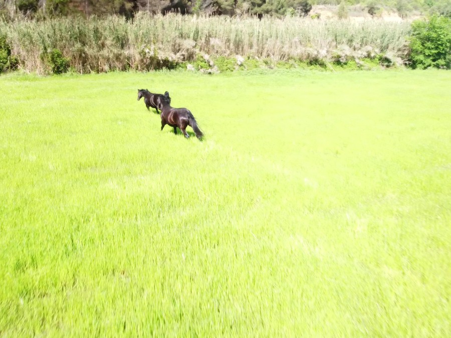 Más de una hectárea para vivir en manada — Club Hípic Vallès, Barberà del Vallès